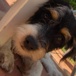ernie 2
