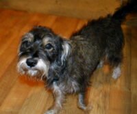 Mops /Clearwater