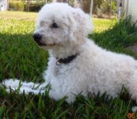 Dash/Orlando