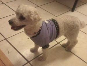 Female Toy Poodle 