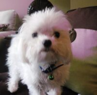 Tobie/Orlando