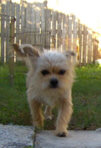 Mister Scruffy