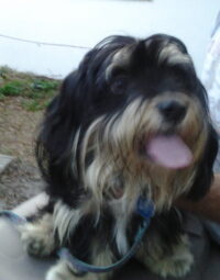 Handsome Harley/Clearwater
