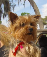 Mini Mia /Clearwater