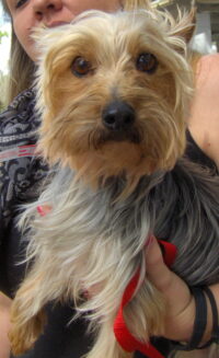 Perky Pepper /Clearwater