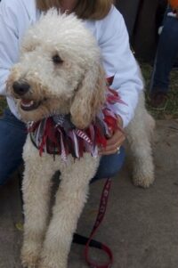BAXTER / LABRADOODLE / ORLANDO