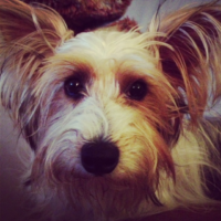 Micki- puppy/Orlando