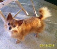 Little Rascal – Deltona