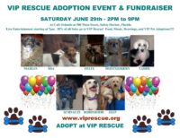 VIP RESCUE ADOPTION EVENT SATURDAY JUNE 29th SAFETY HARBOR FLORIDA