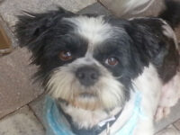 Cha Cha Charlie /Clearwater