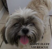 THE FLUFF / ORLANDO