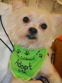 SAMMY (AKA SPRINKLES) / LEESBURG