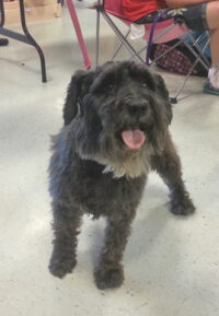 Schnauzi/Clearwater