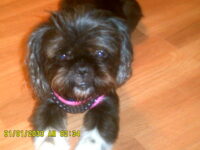 WICKET / DAVENPORT