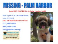 CORVAIR MISSING IN PALM HARBOR – REWARD!