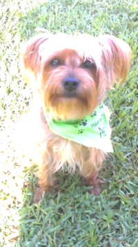 BROWNIE / WINTER PARK