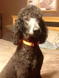 JOSIE / WINTERHAVEN