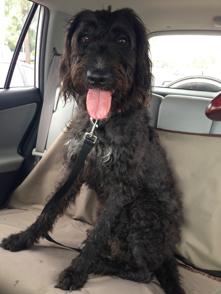 Freedom Ride!