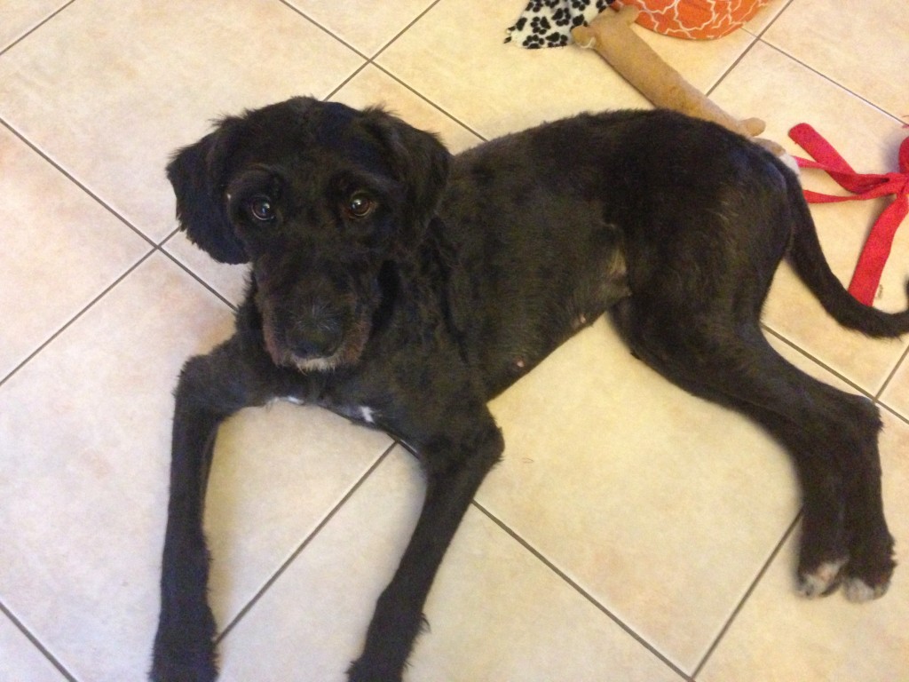 Looking for a new place to hang my hat!   Could it be your place?? ADOPT TREASURE  VIP RESCUE ST. PETERSBURG, FL  www.viprescue.org   Meet Treasure! She is a very sweet, calm, and oh - so lovable 1 ½  year old Boxer-Standard Poodle blend and weighs in at 45 lbs.  Treasure is crate trained, house trained, and walks relatively well on a leash. She is adapting wonderful to canine companions at her new foster home with a big goldendoodle and little min pin.  She is learning to share her foster mom too!  Treasure is an owner surrender, and sadly has spent most of her days until now in a crate.  She really just wants to be loved, and to give kisses.  Treasure will be spayed, is heartworm negative and current on her vaccinations.  She is a light shedder, is black with white accents!   She will be fine with children, and has grown up around a 12 year old.  Treasure is looking for some new digs to call her own, and prefers a fenced yard to romp and play.  Are you seeking Treasure in your life?  It doesn’t get better than this girl!  Apply now for Treasure!  This little beauty will not last long!  Adoption donation is $350. 