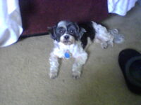 PEBBLES / ORLANDO