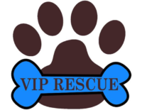VIP RESCUE ADOPTION EVENT SATURDAY, AUGUST 17th in CELEBRATION FLORIDA