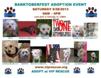 VIP Rescue Adoptions for Barktoberfest  at LAKE EOLA September 28th 9am-4pm