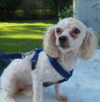 Fudgie/Clearwater