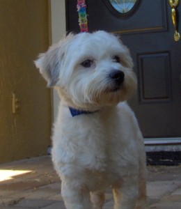 vip Colby2