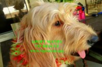 MANDY / GOLDENDOODLE