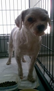 vip miseltoe ex pen