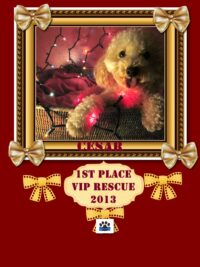 CESAR WINS FIRST PLACE – VIP RESCUE HOLIDAY PHOTO CONTEST 2013