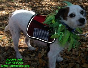 MUTTMADNESS-003