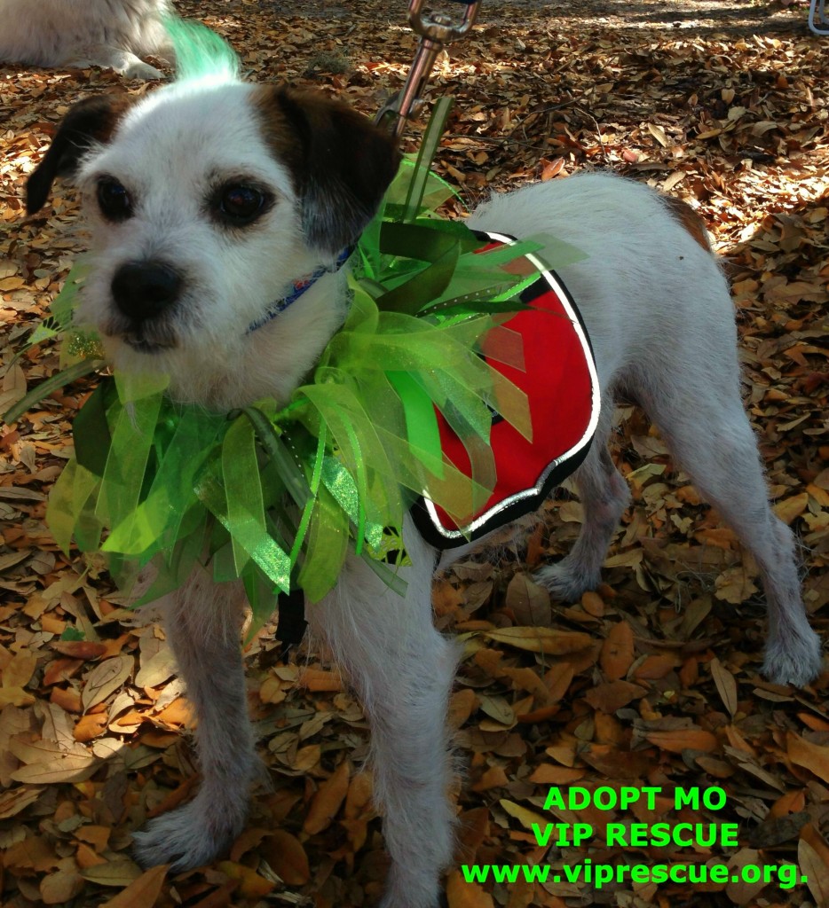 MUTTMADNESS 005