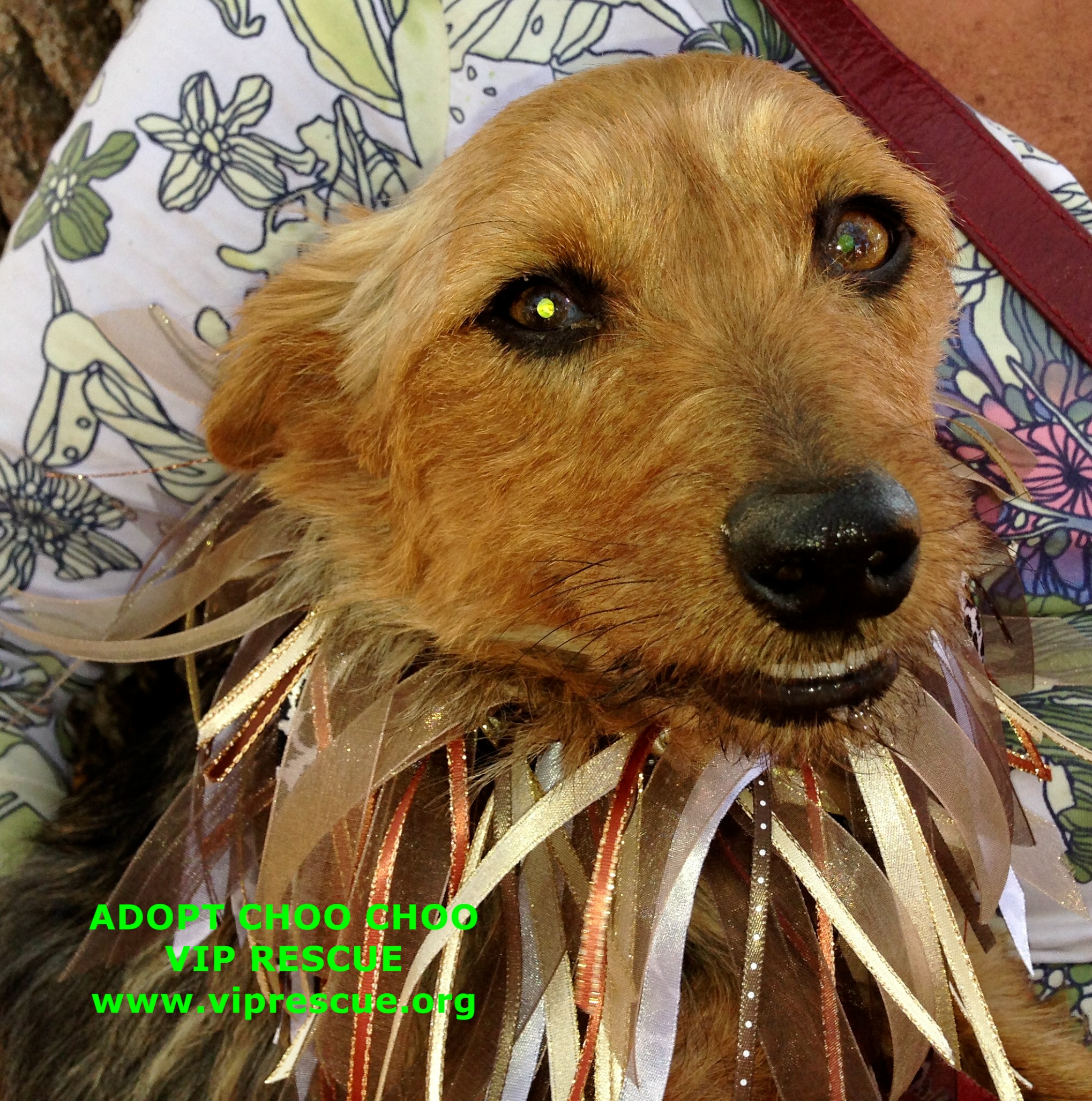 MUTTMADNESS 037