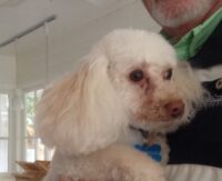 Bowie/Adopted!!!