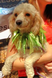 iPAW/Holiday