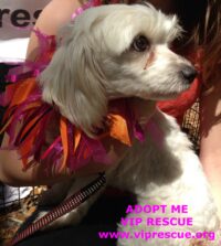 iDOG/Holiday