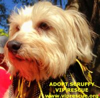 Scruffy / Largo, FL