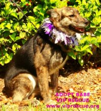 BABE / CLEARWATER/ADOPTION PENDING