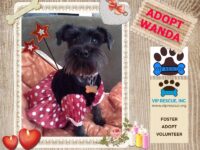 WANDA / CLEARWATER/ADOPTION PENDING