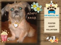 Rosie/ Holiday, FL / ADOPTION PENDING