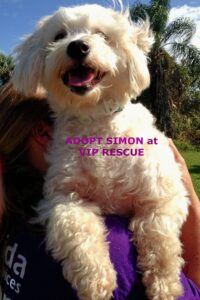 SIMON / Meet and Greet Scheduled.