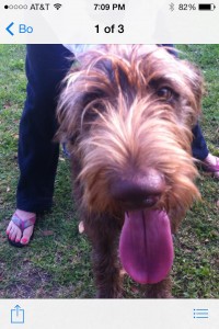 REILLY / ADOPTION PENDING