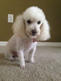 Frankie/Oldsmar
