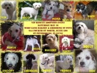 VIP RESCUE ADOPTION EVENT MAY 10th St. Petersburg 11AM to 4PM