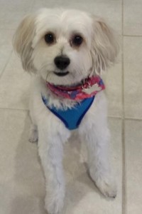 vip holly groomed