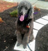 SMOKEY / SORRENTO, FL