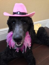 SISSY/ MEET GREET SCHEDULED