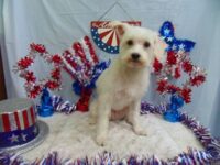 VIP RESCUE ADOPTION EVENT SATURDAY JUNE 28th, Largo, FL Petsmart