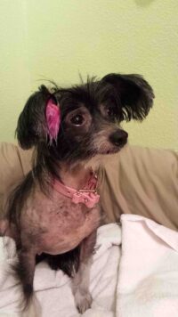 Molly (CC) /Citrus Park